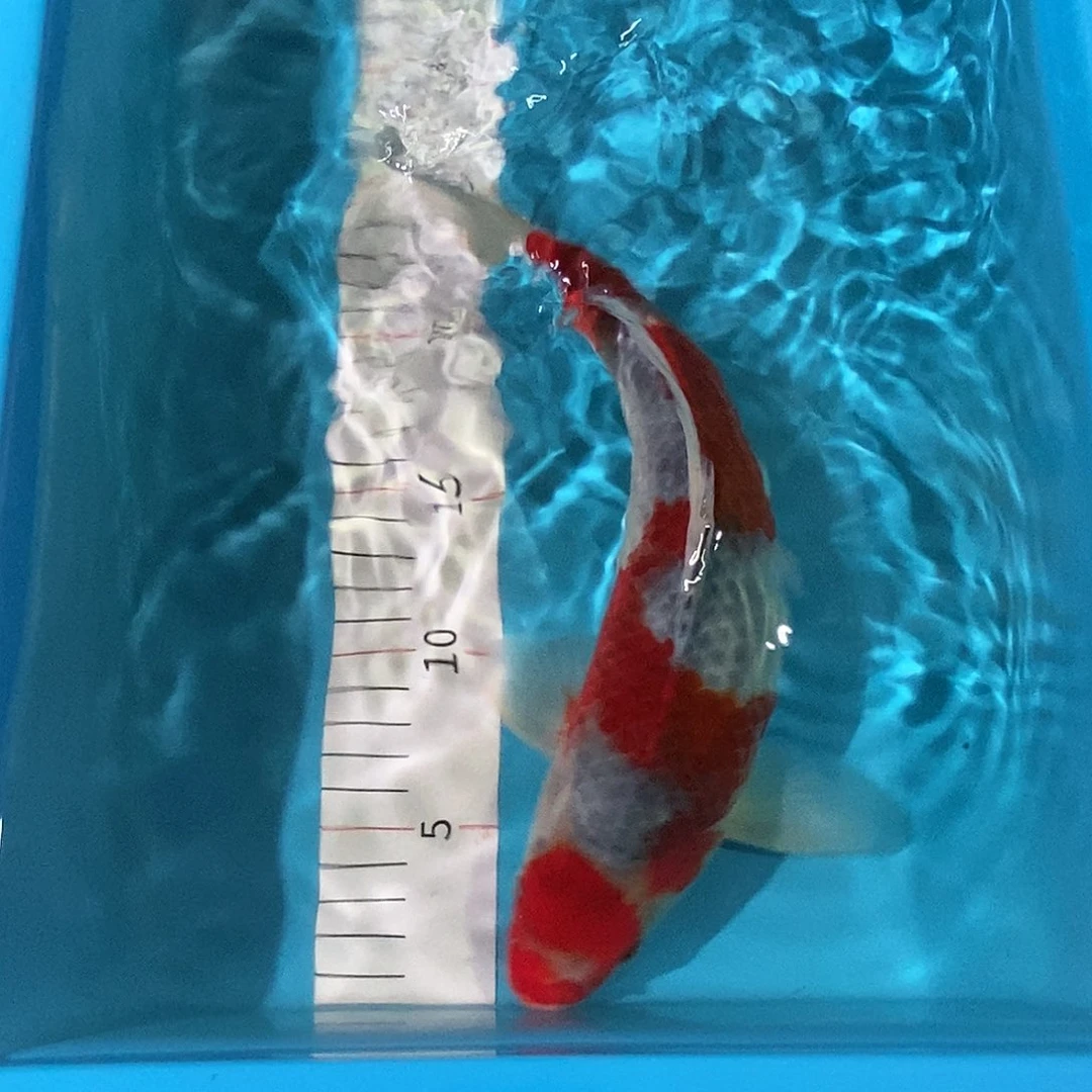 锦鲤红白三色包邮包损