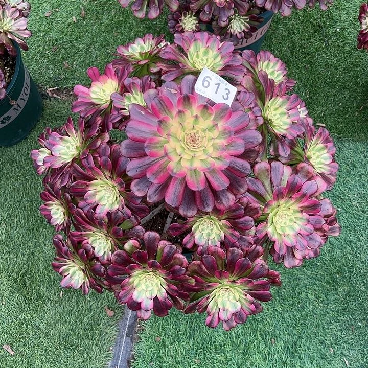 梦**瑶613舞天姬多肉植物