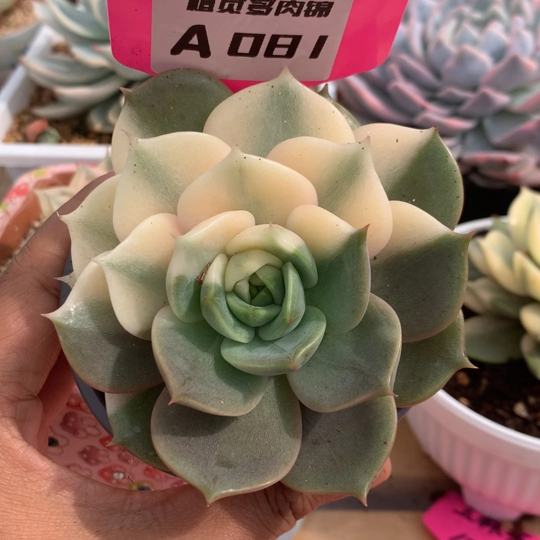 081半腹轮贝加尔湖锦锦锦