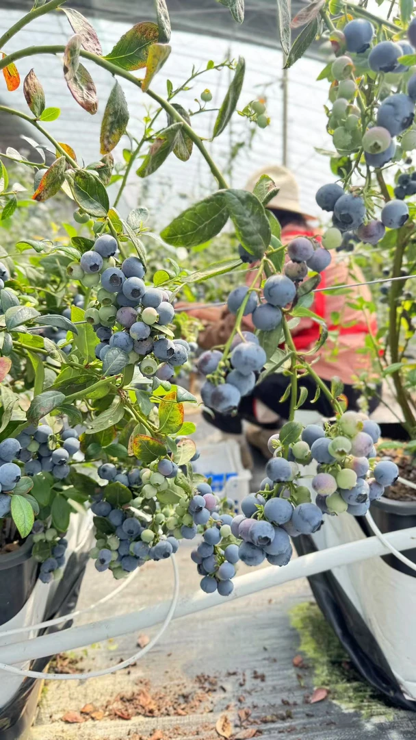 山东本地蓝莓原产地直发
