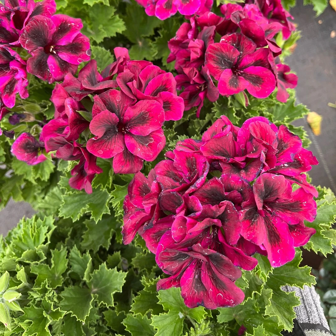 伯爵香叶紫色天竺葵四季花开不停