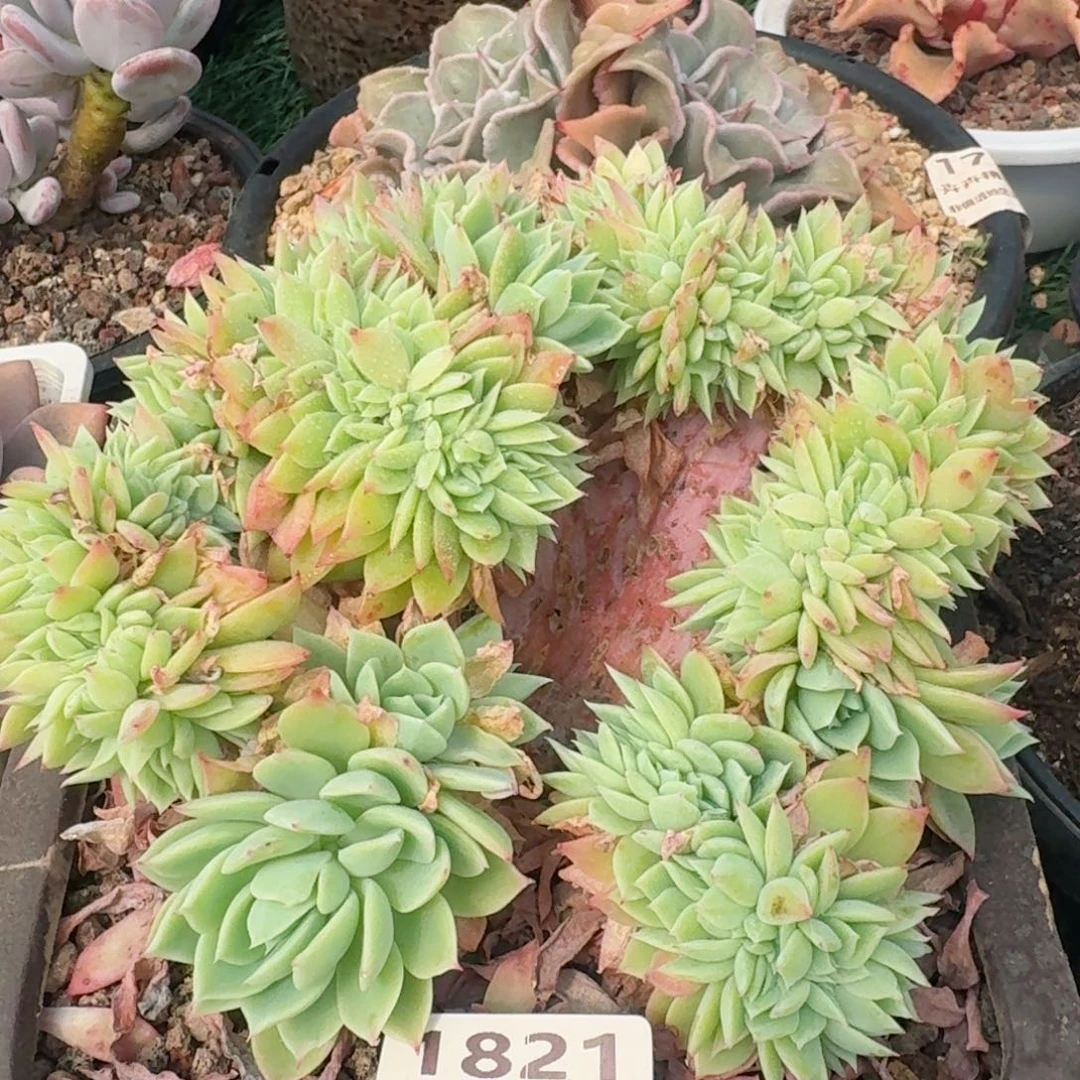 1821亿元一拍（满28包邮）