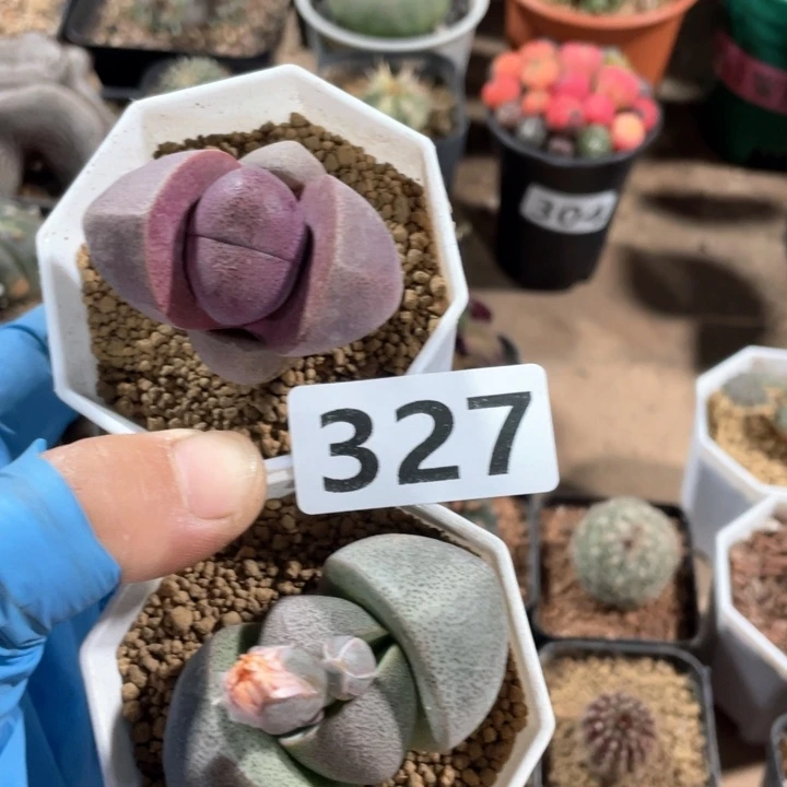 327紫元宝➕绿元宝