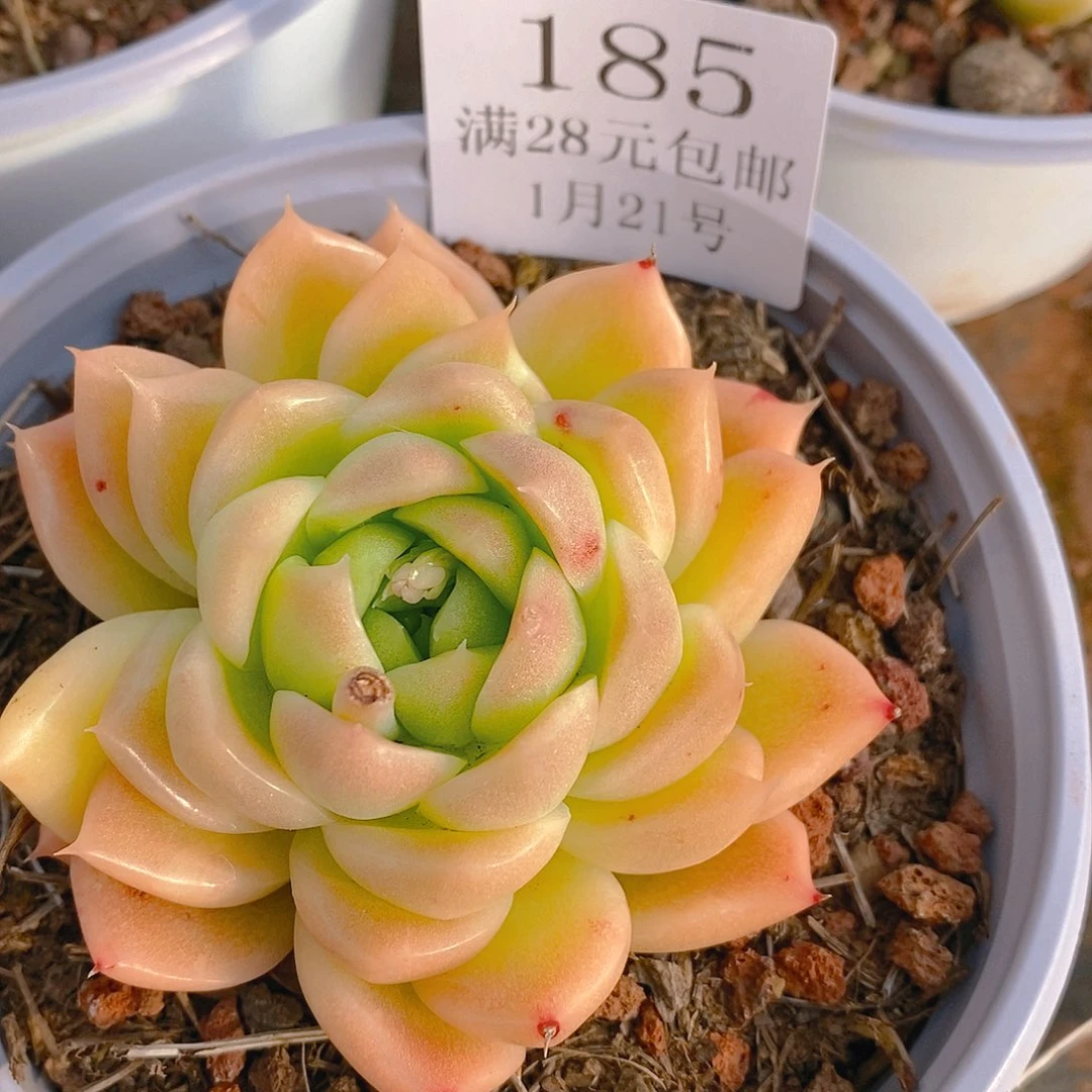 【闪购商品】云185