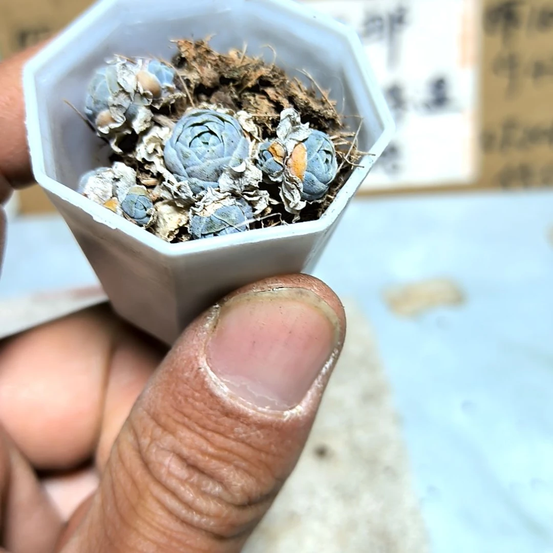 满6元包邮，#子持莲华八角盆干干干