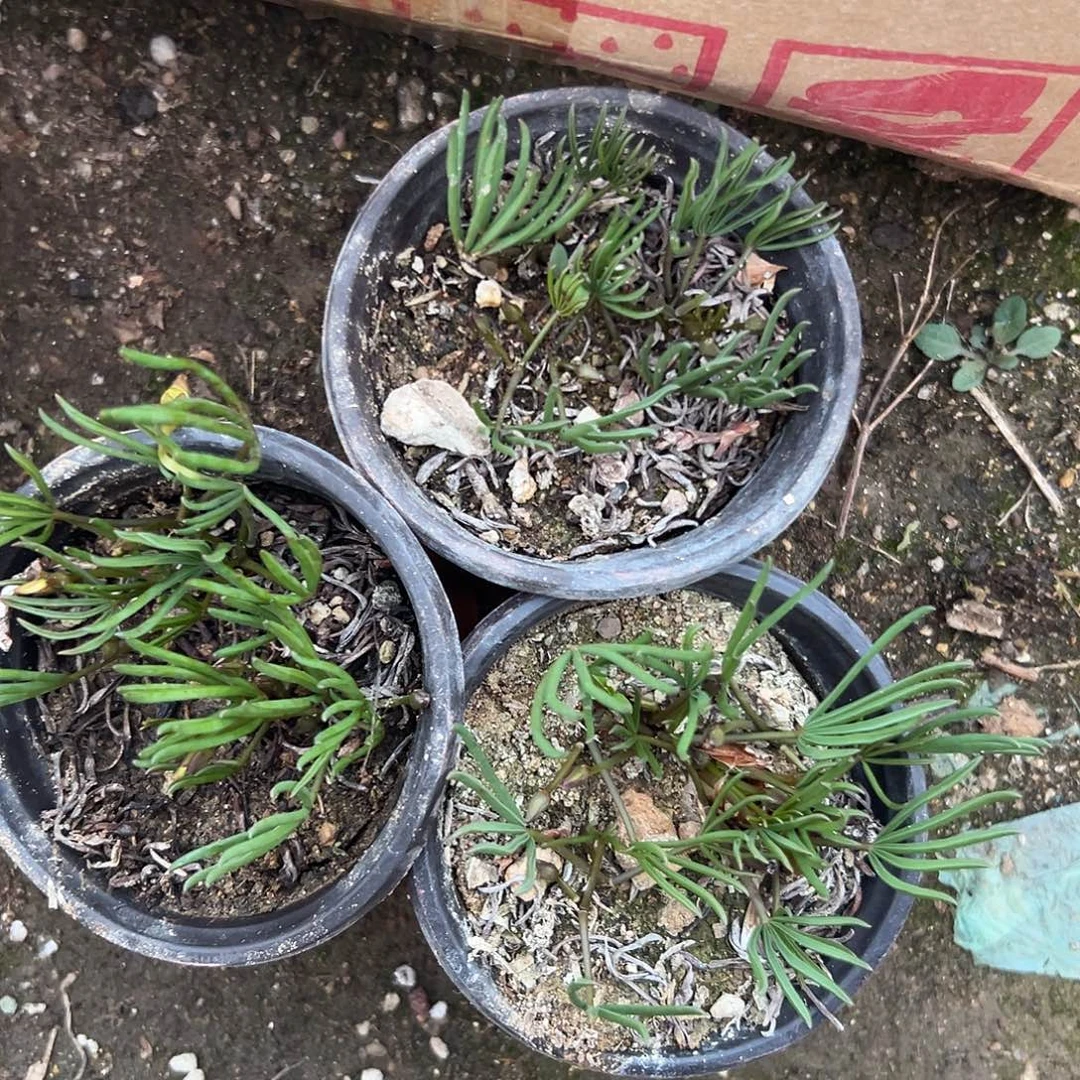 多肉植物三盆酢浆草