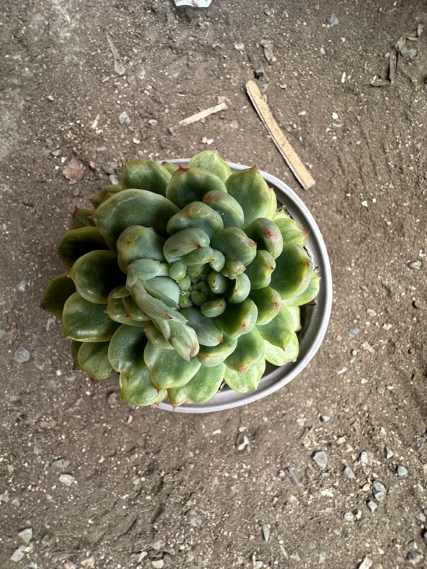 多肉植物 冰天使