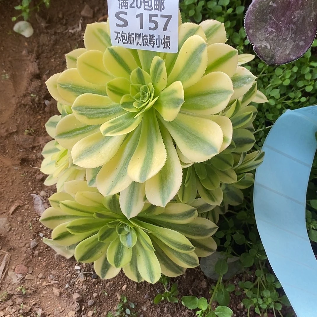 157金丝翡翠多肉有砍