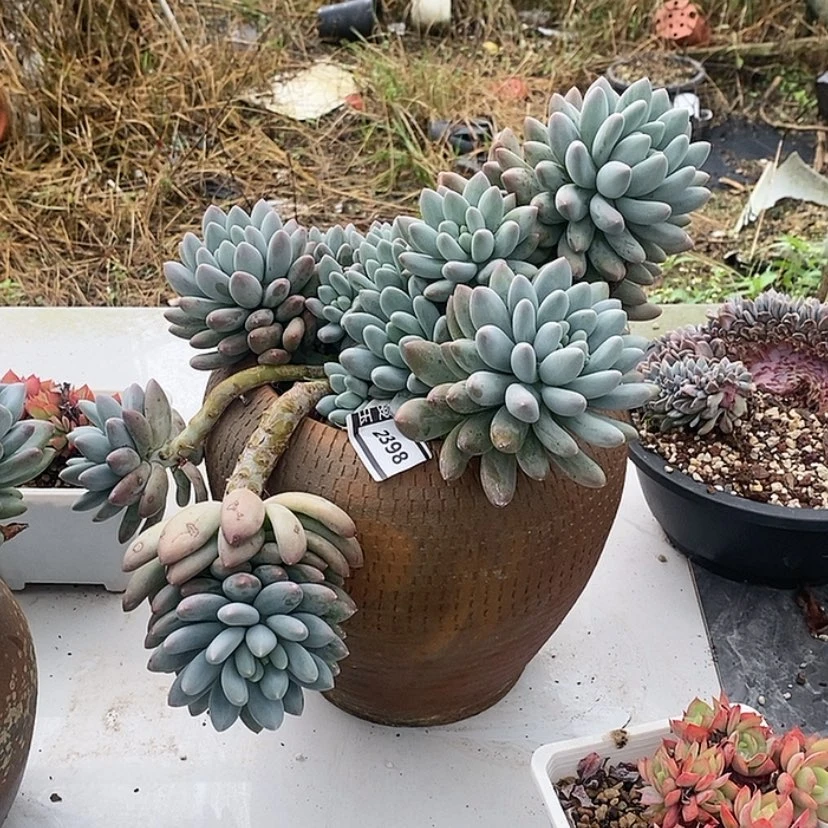 【闪购商品】?***菊香水宝贝2398