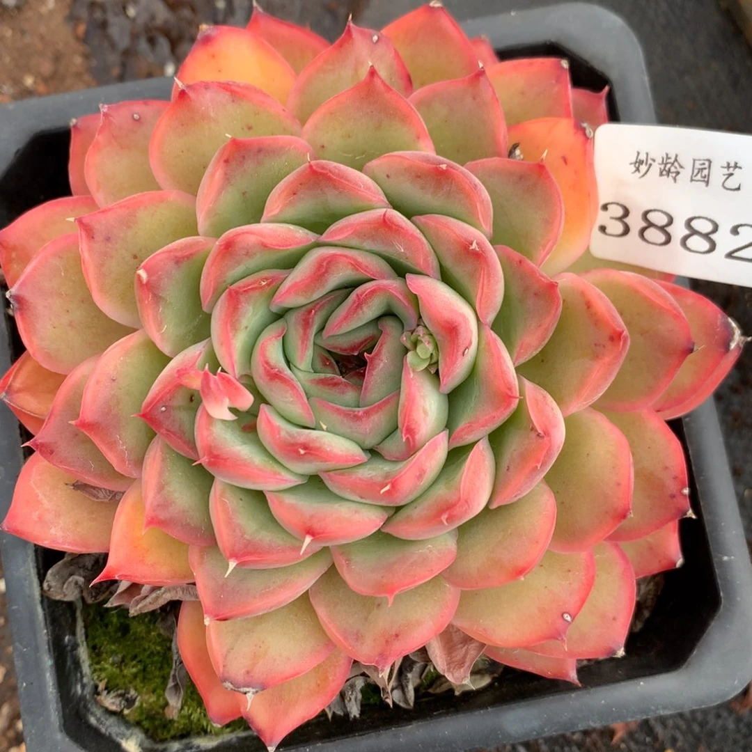 3882杂交多肉老桩