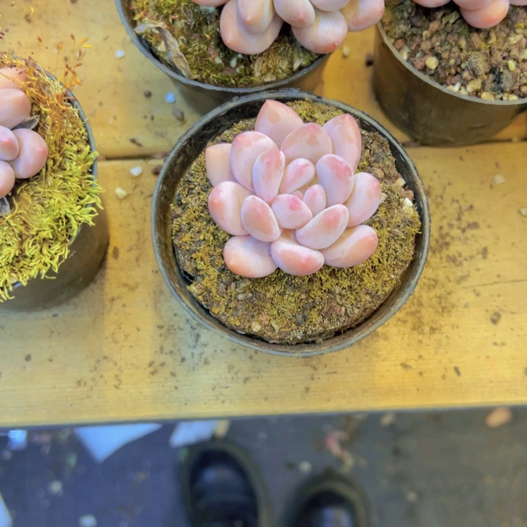 单头小香水，带盆发货