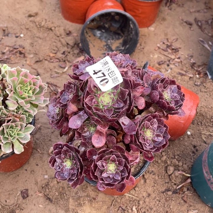 470黑魔手捧1号棚