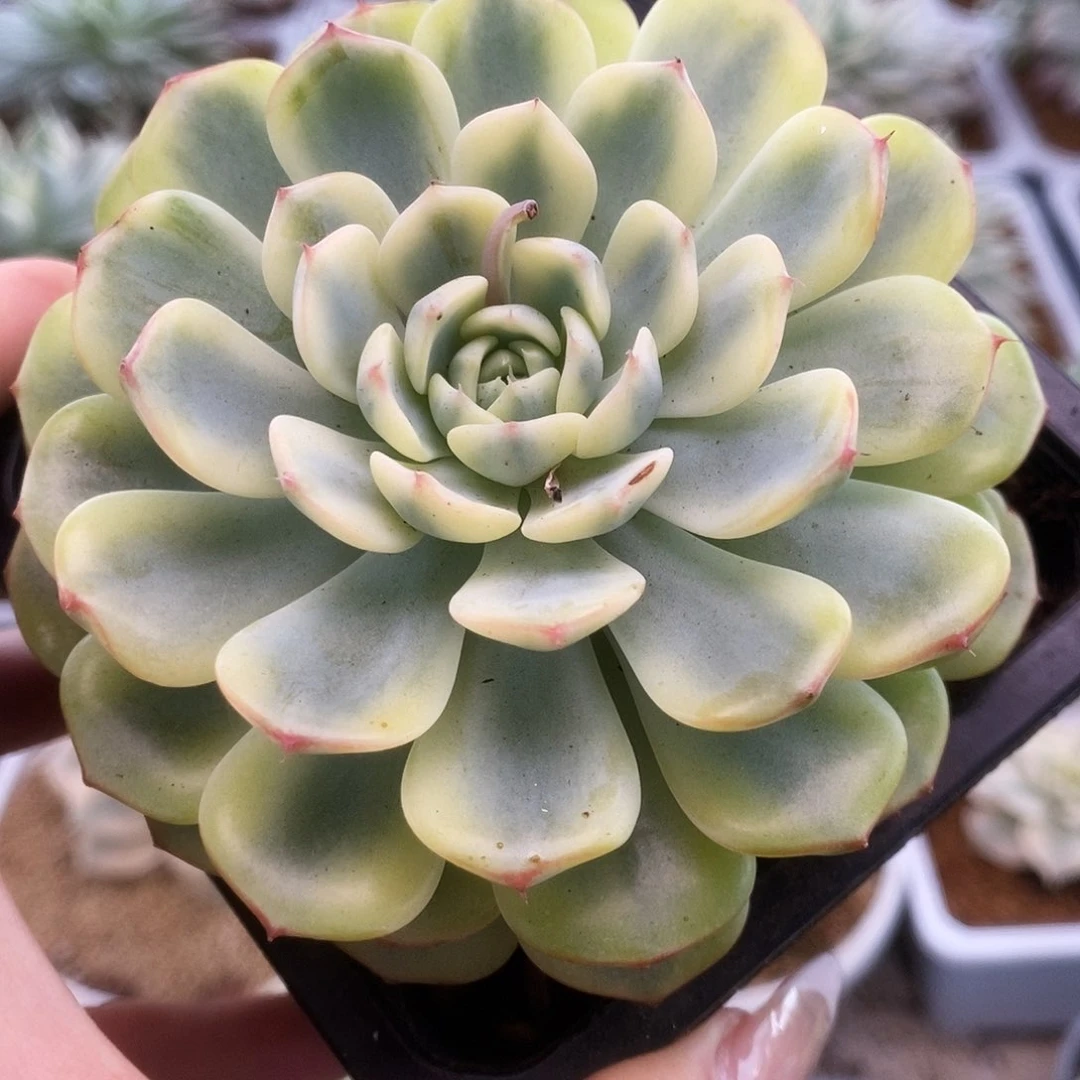 087姬莲锦锦锦锦锦锦锦