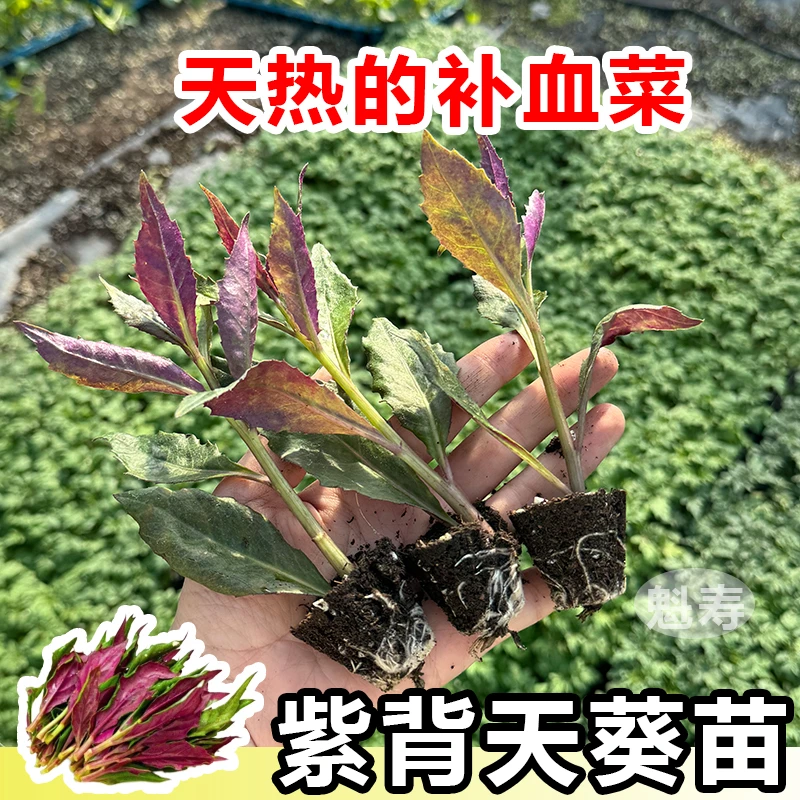 天然补血菜紫背天葵菜苗秧苗盆栽阳台蔬菜野生血皮菜观音菜四季苗