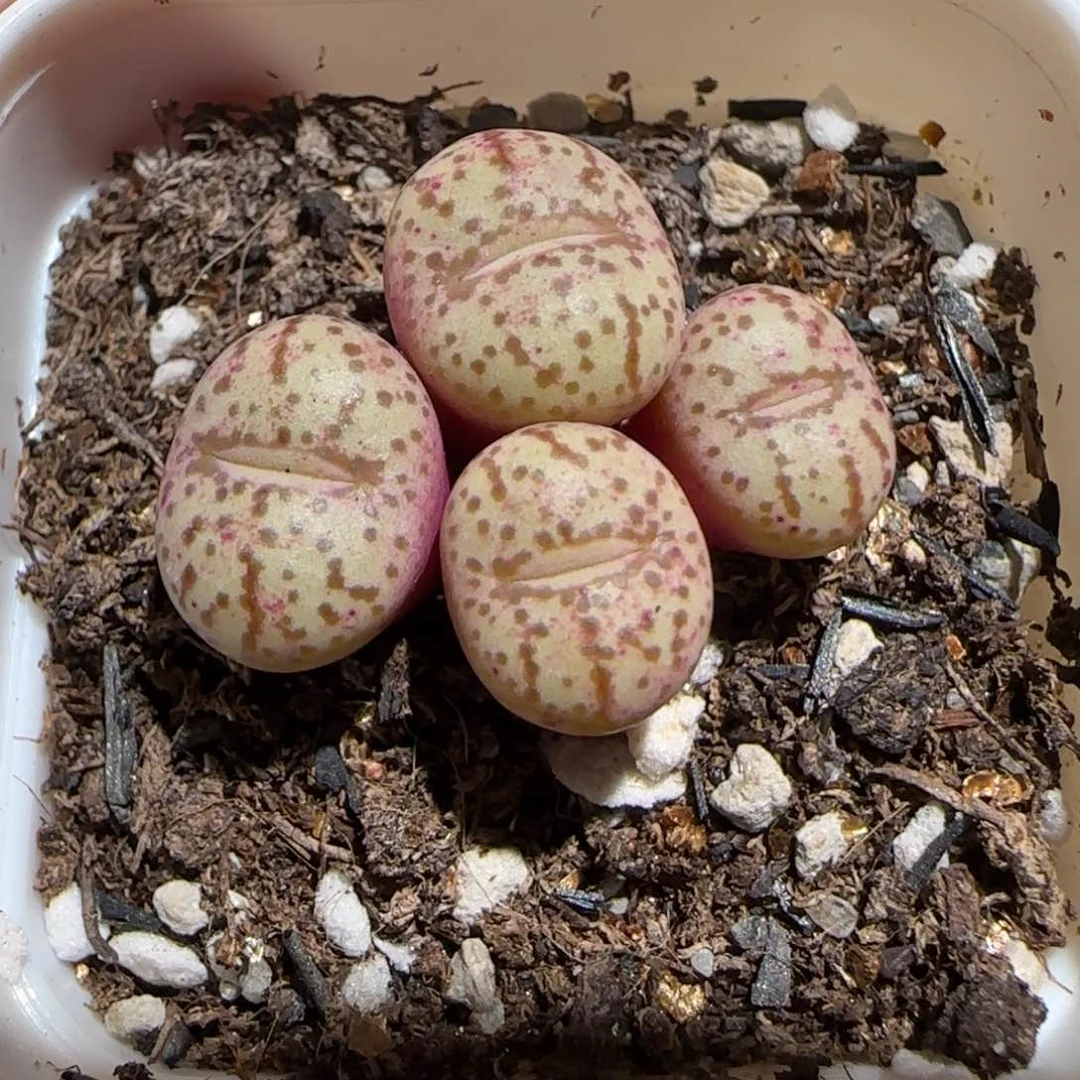 肉锥多肉植物百科30-1250