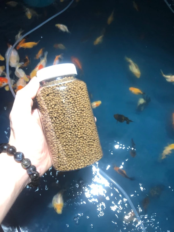 伯公自制自用观赏鱼泰狮玛丽兰寿nk家用大颗粒上浮养鱼高蛋白饲料