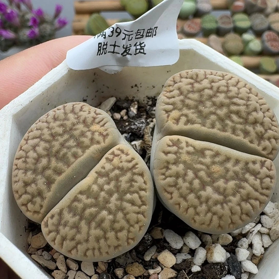 163多肉更好怪哥哥哥哥