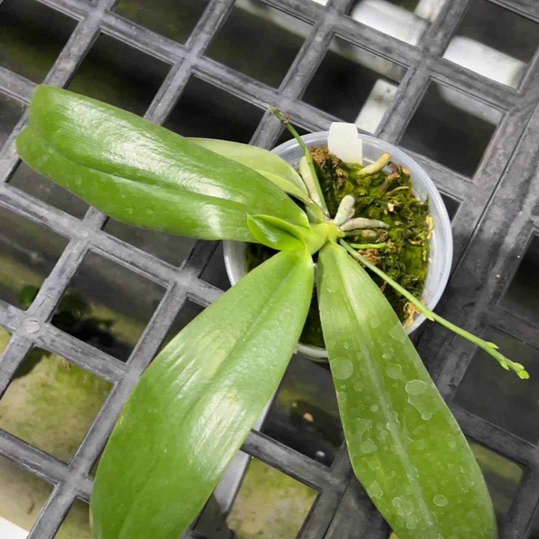 完全开放l555三寸ys1162