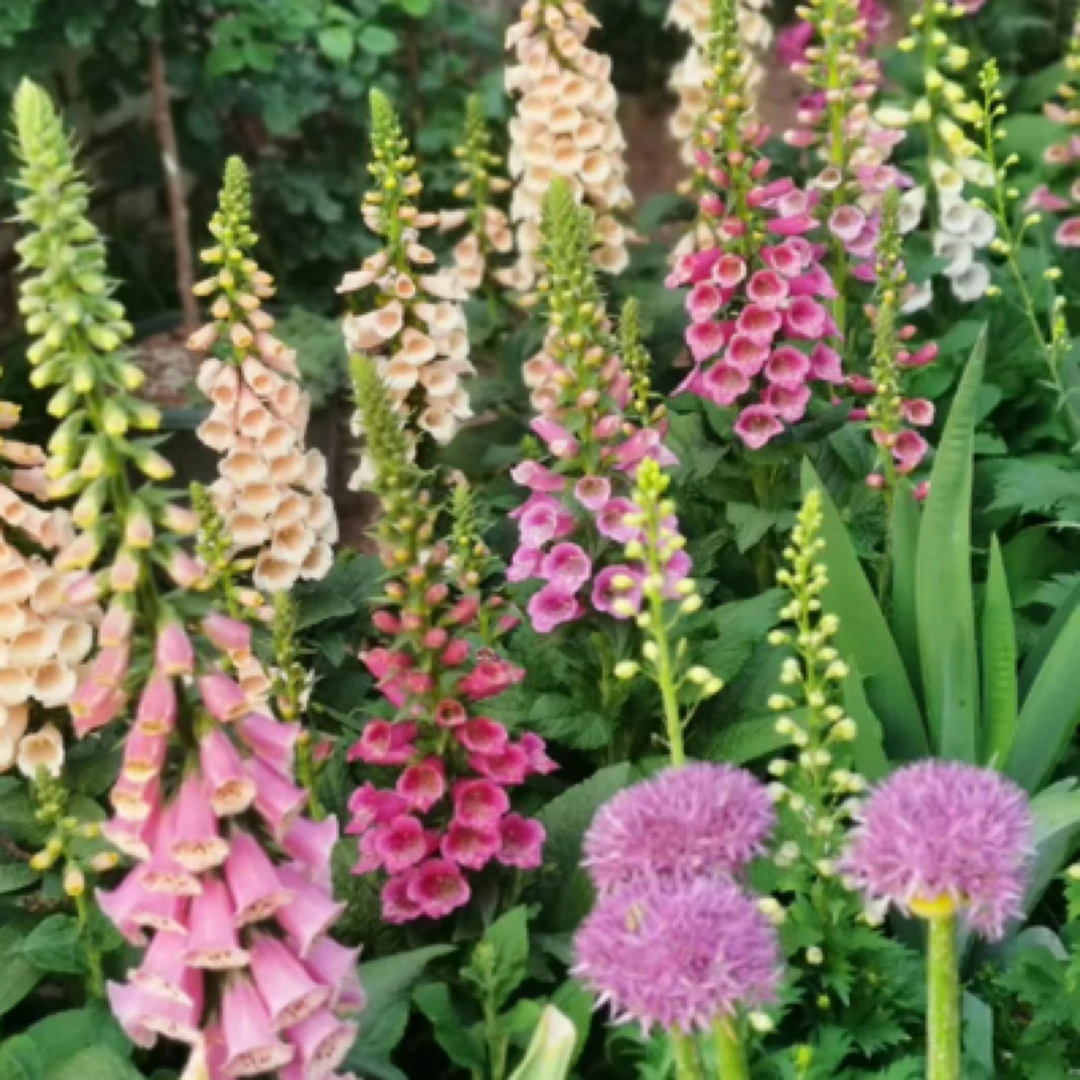 毛地黄多年生耐寒耐热