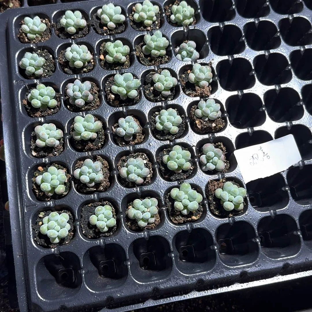 欢喜一物一拍专拍