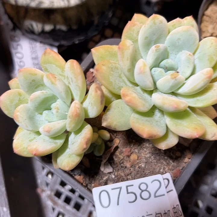 幸运的是我还没遇到你呢