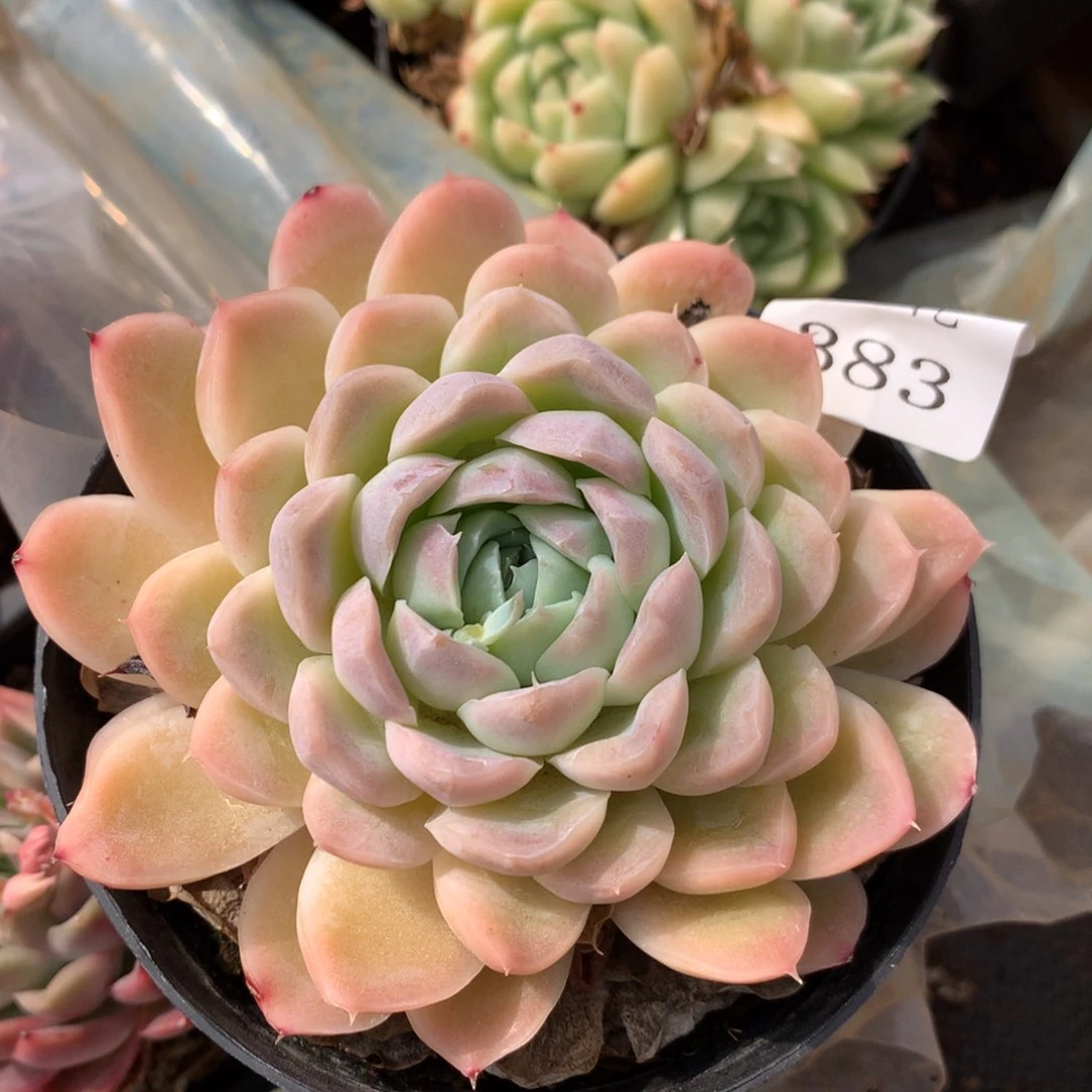 383新年快乐发发发