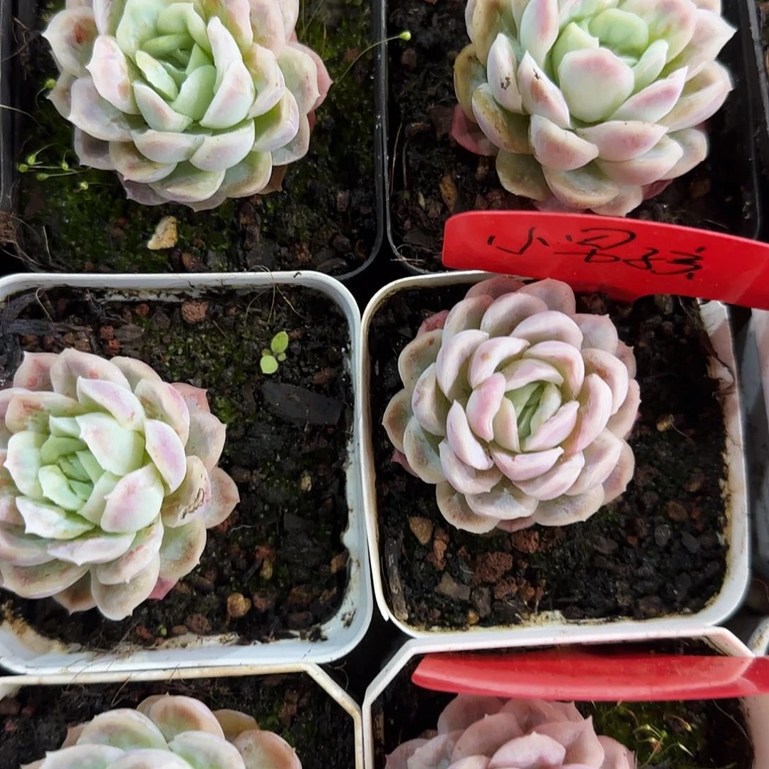 哈迪斯锦多肉植物