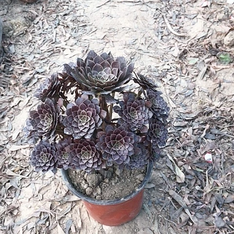 黑铜法师多肉植物8