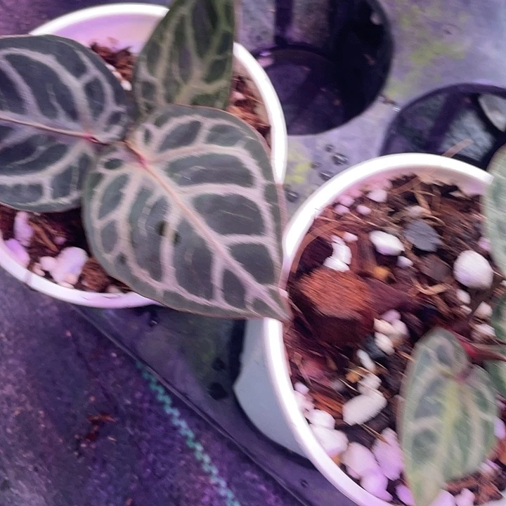 完全开放红虎印尼进口未养定