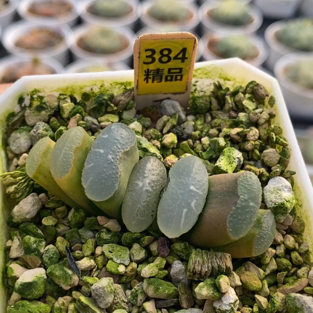 384号传奇蓝玉扇多肉