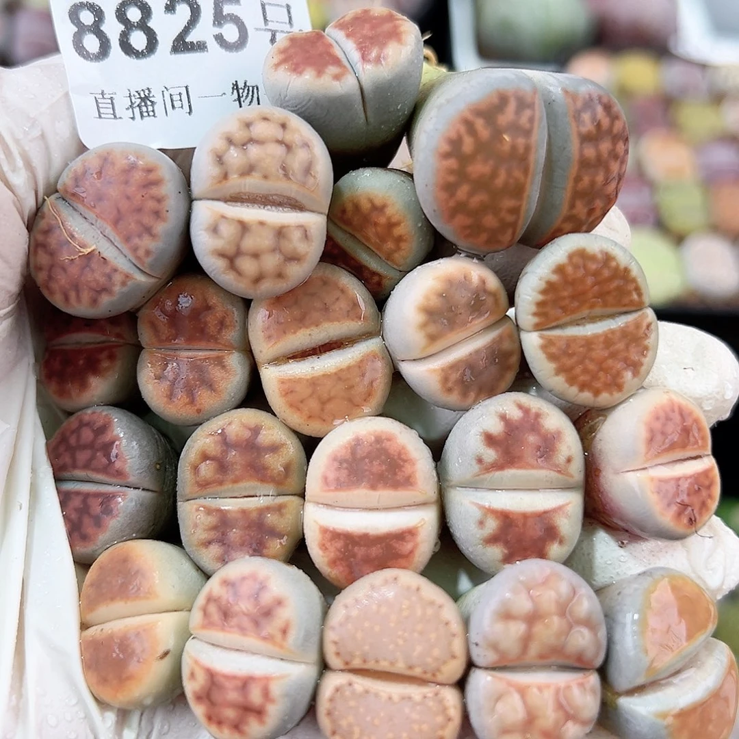 8825 好养易活生石花大母本20个1.5cm左右