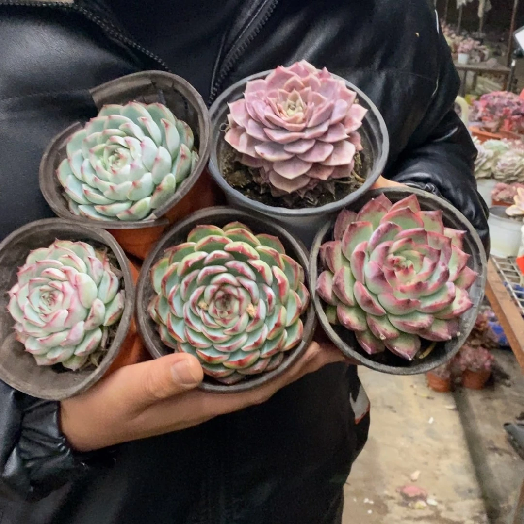 莲花座大单头五盆，不同品种120杯