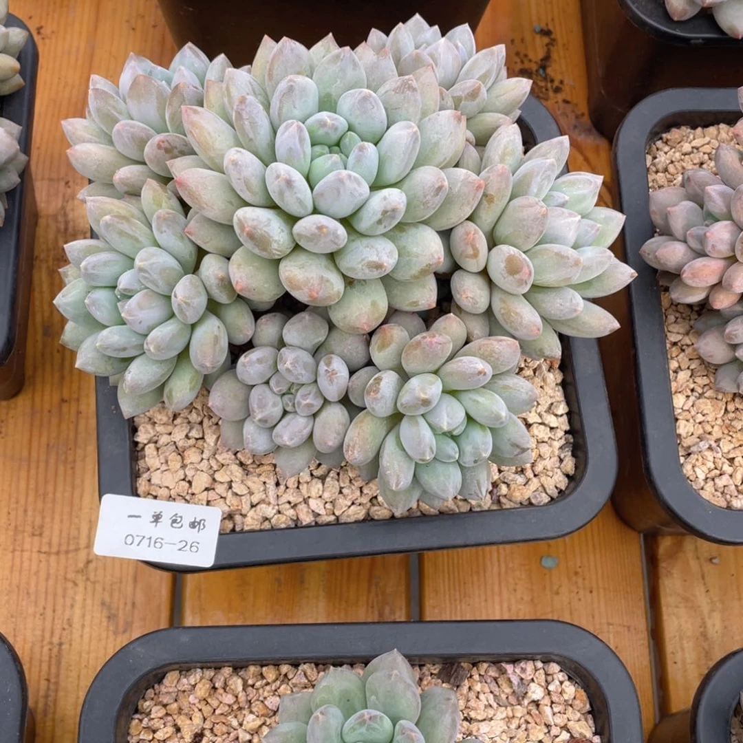 等**阳0716-26-半夏美人。。。。。