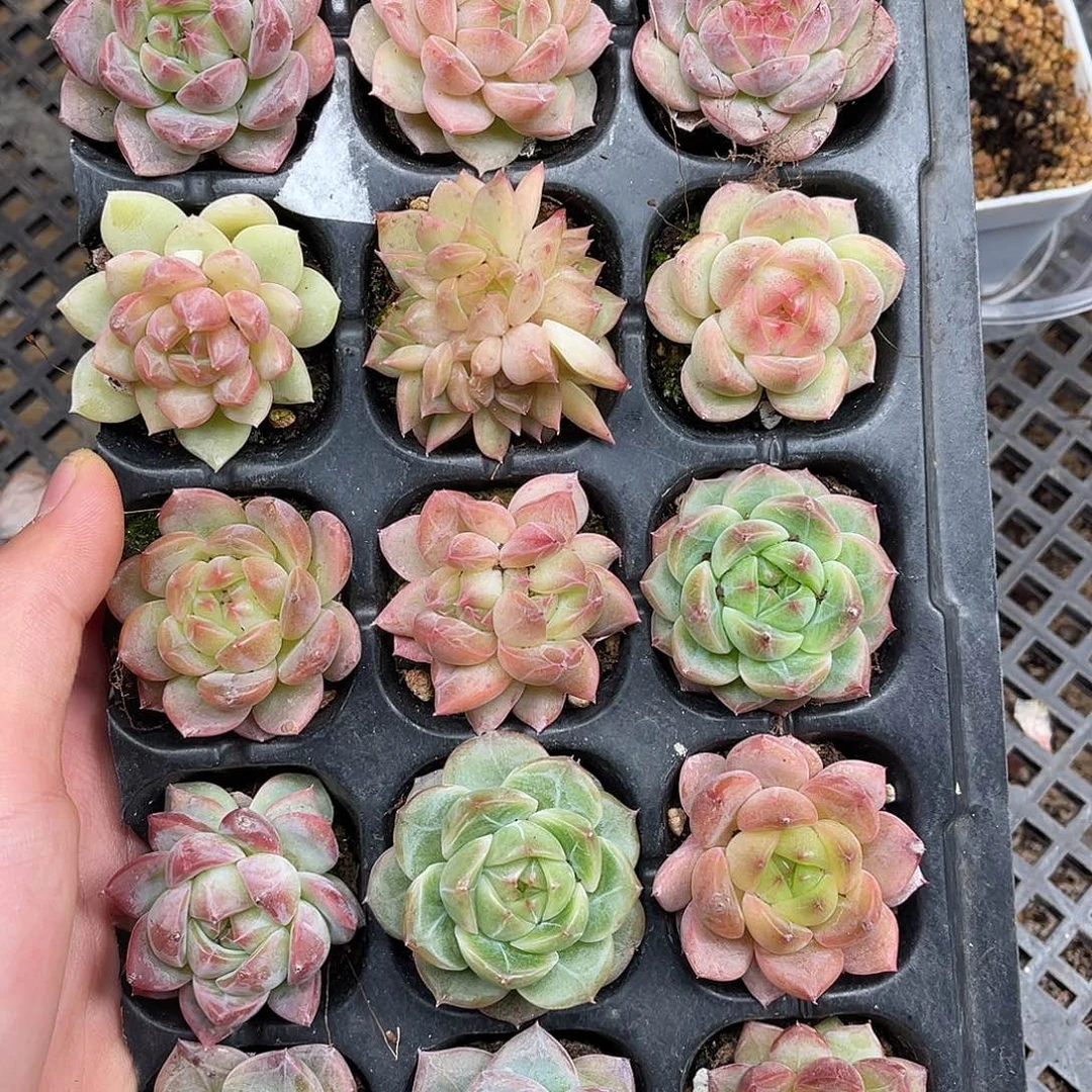 多肉一物一拍8-60