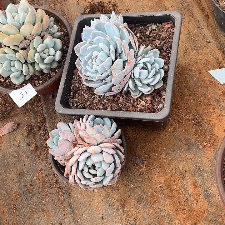 小***鱼多肉植物实物直播实物16