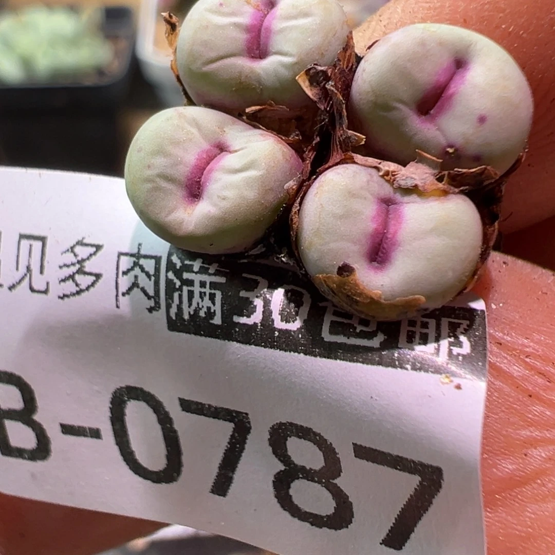 多肉植物1111111111111