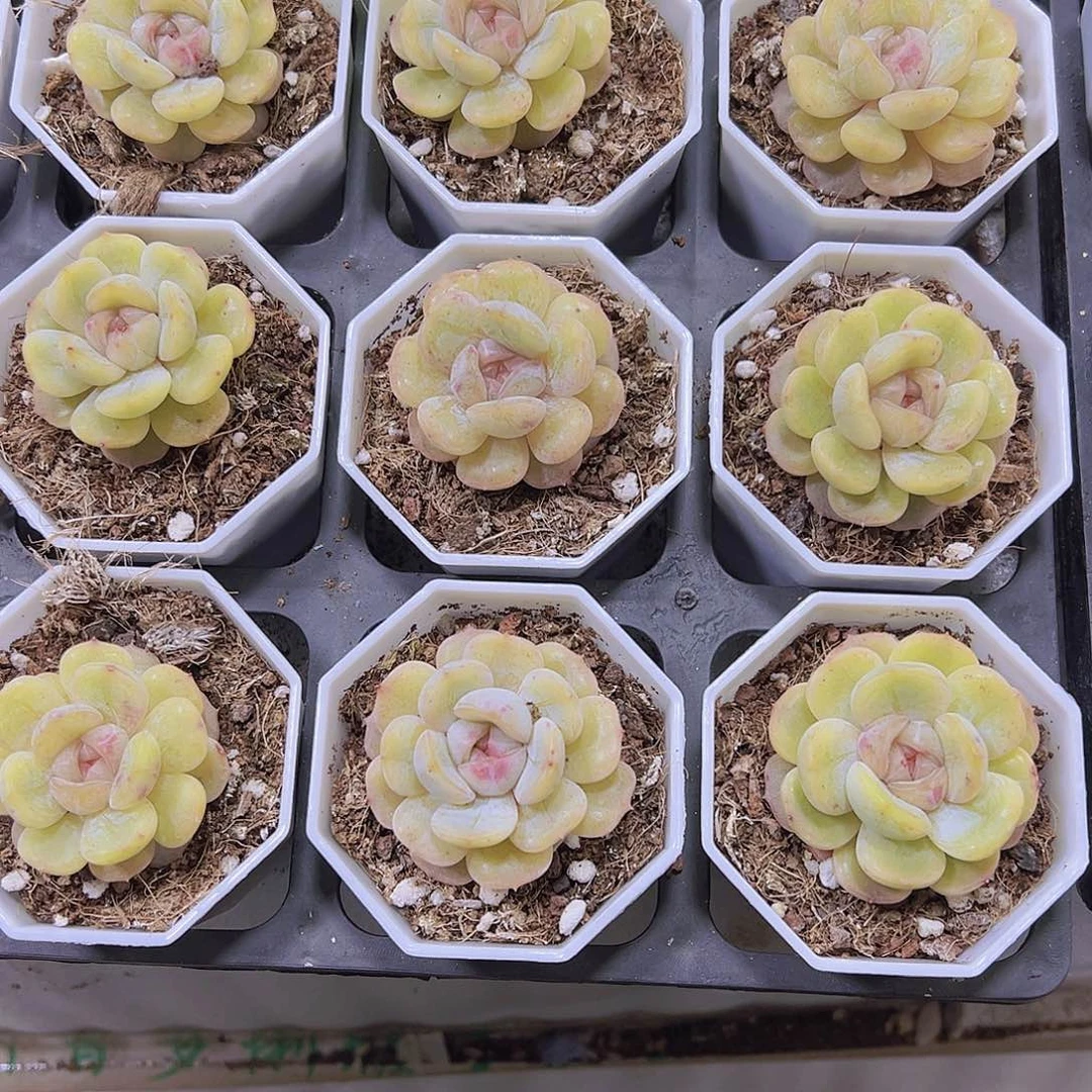 彩恋带盆带土19包邮