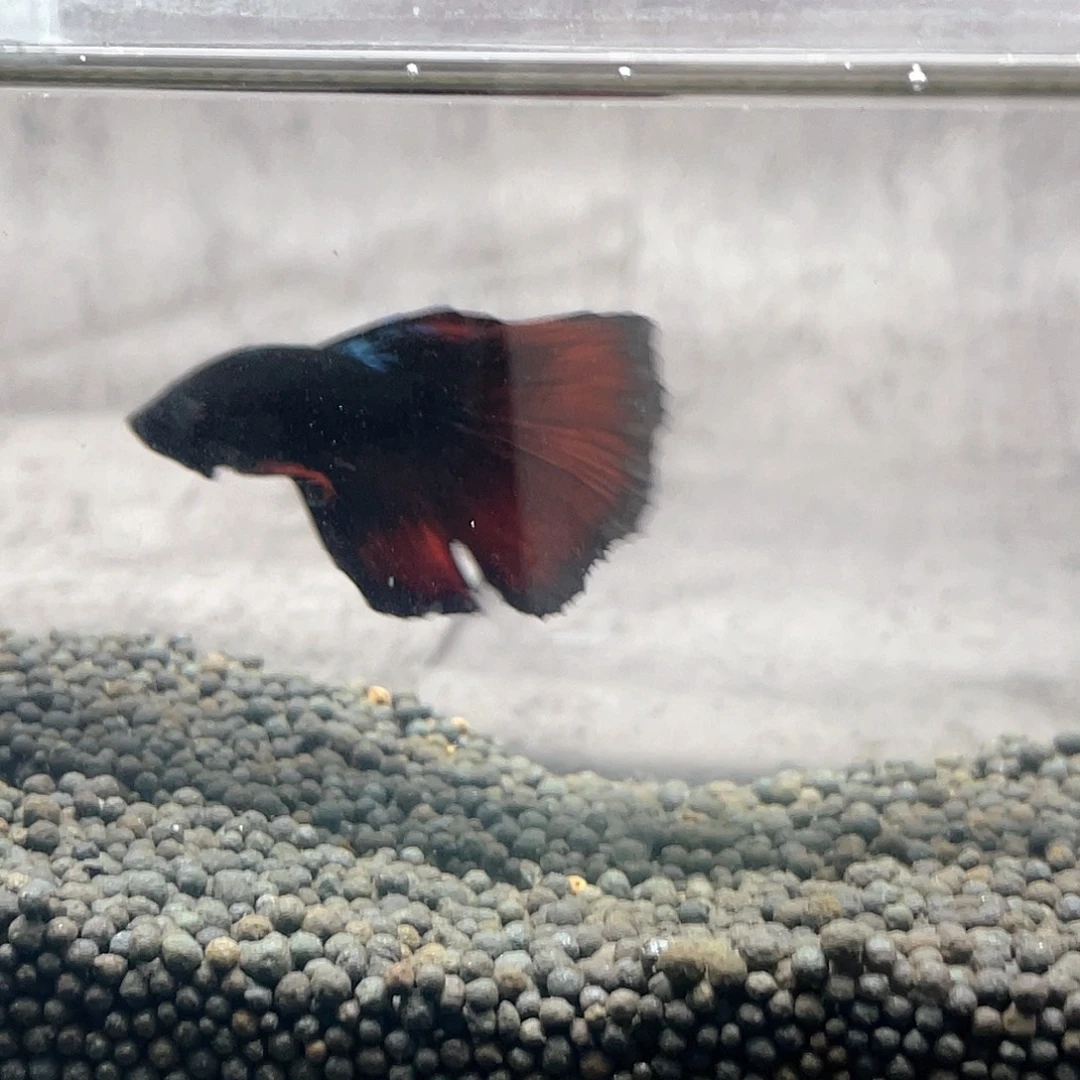 斗鱼不包邮首单补10运17