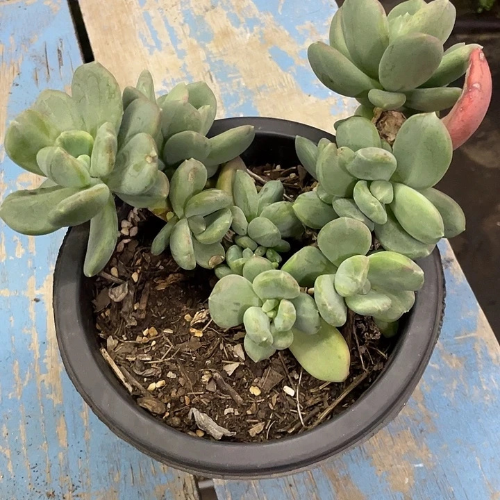 海洋之心石化哦哦哦哦哦