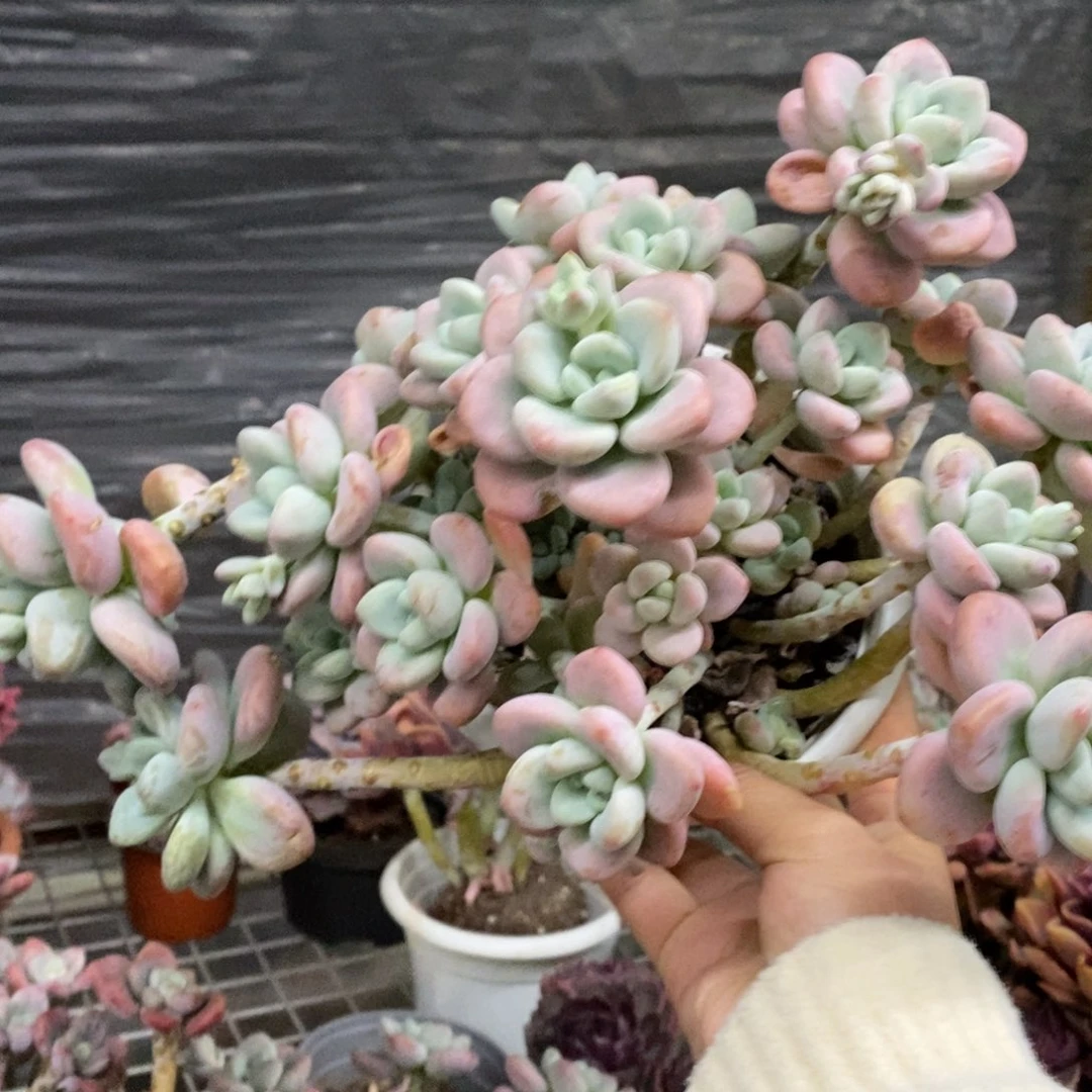 樱花红洛神整桩，160杯八亩地