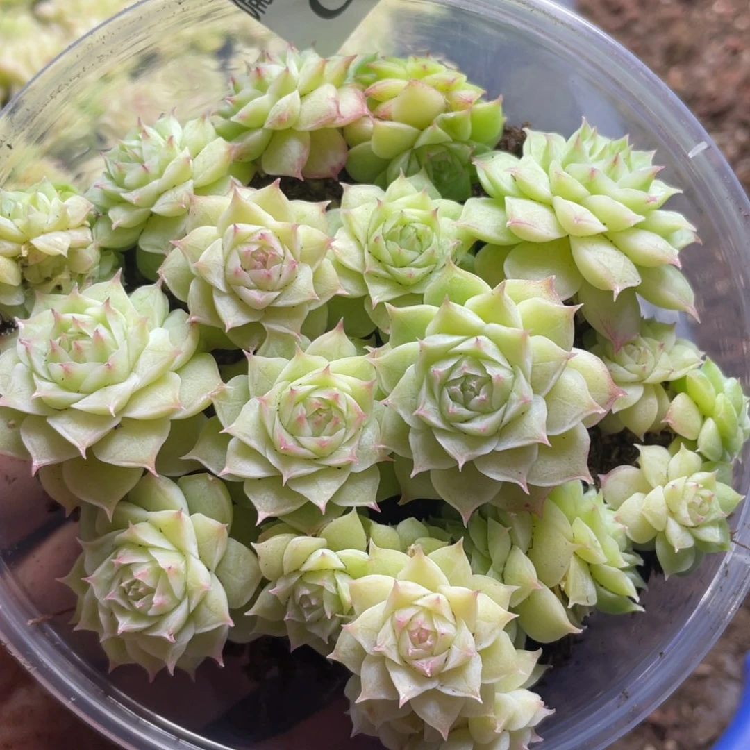 量拍麦秆一份一盒055