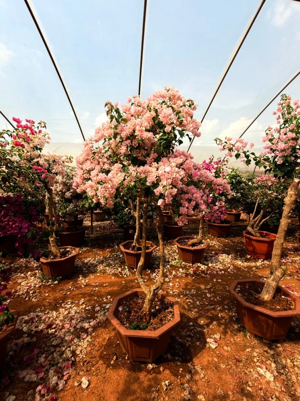 精品高货大号三角梅（一物一拍三角梅盆栽老桩三角梅花）