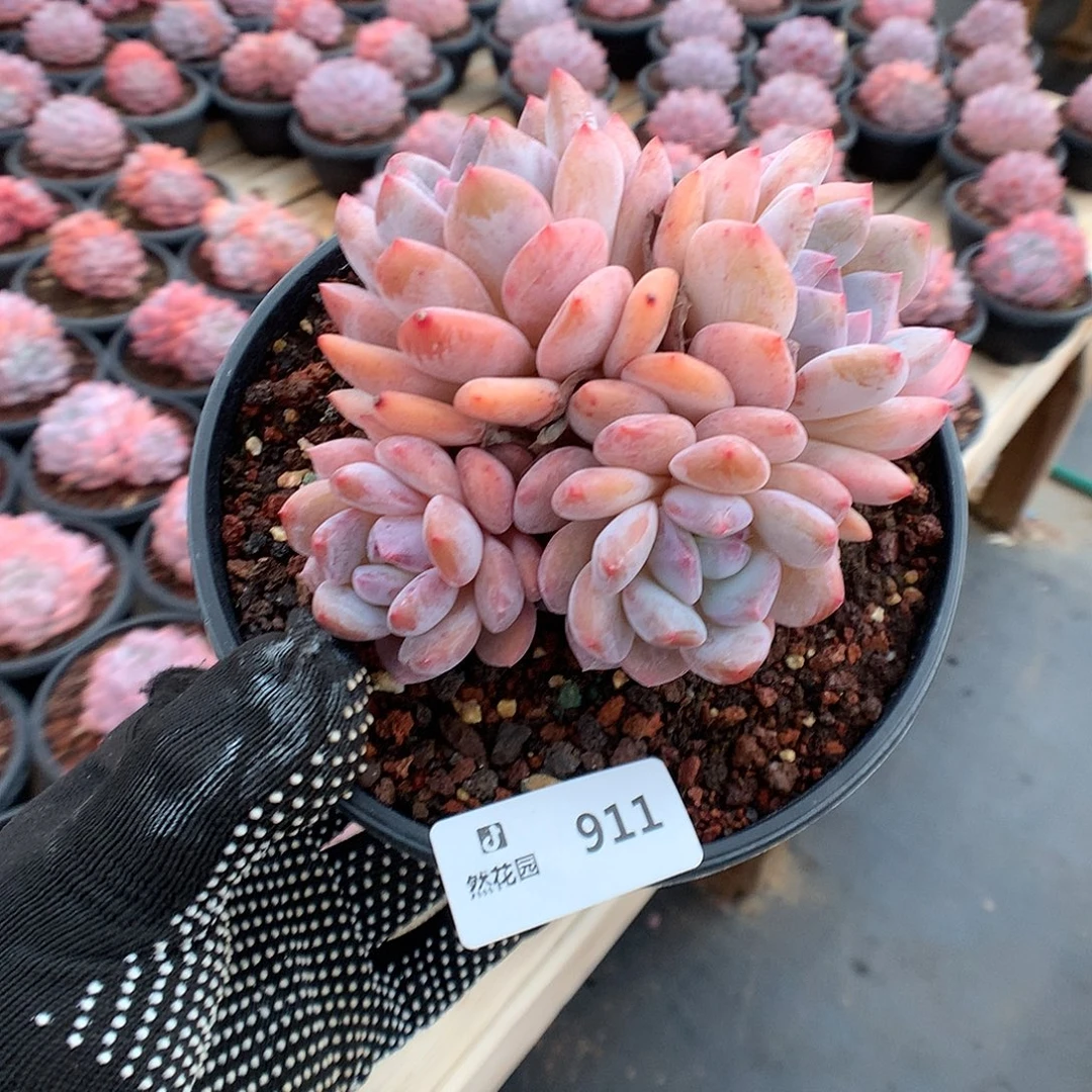 911梦露多肉植物66666