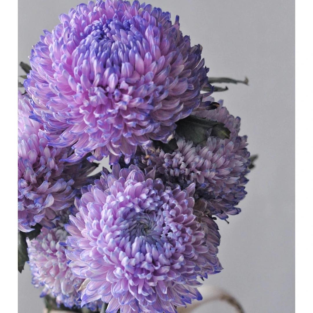 香芋紫牡丹菊-富贵牡丹球菊水养鲜花