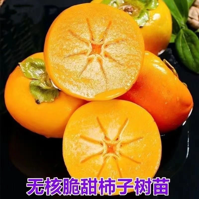 【基地直达】红灯笼脆甜柿子树盆栽地栽阳台易种植好管理包邮发货