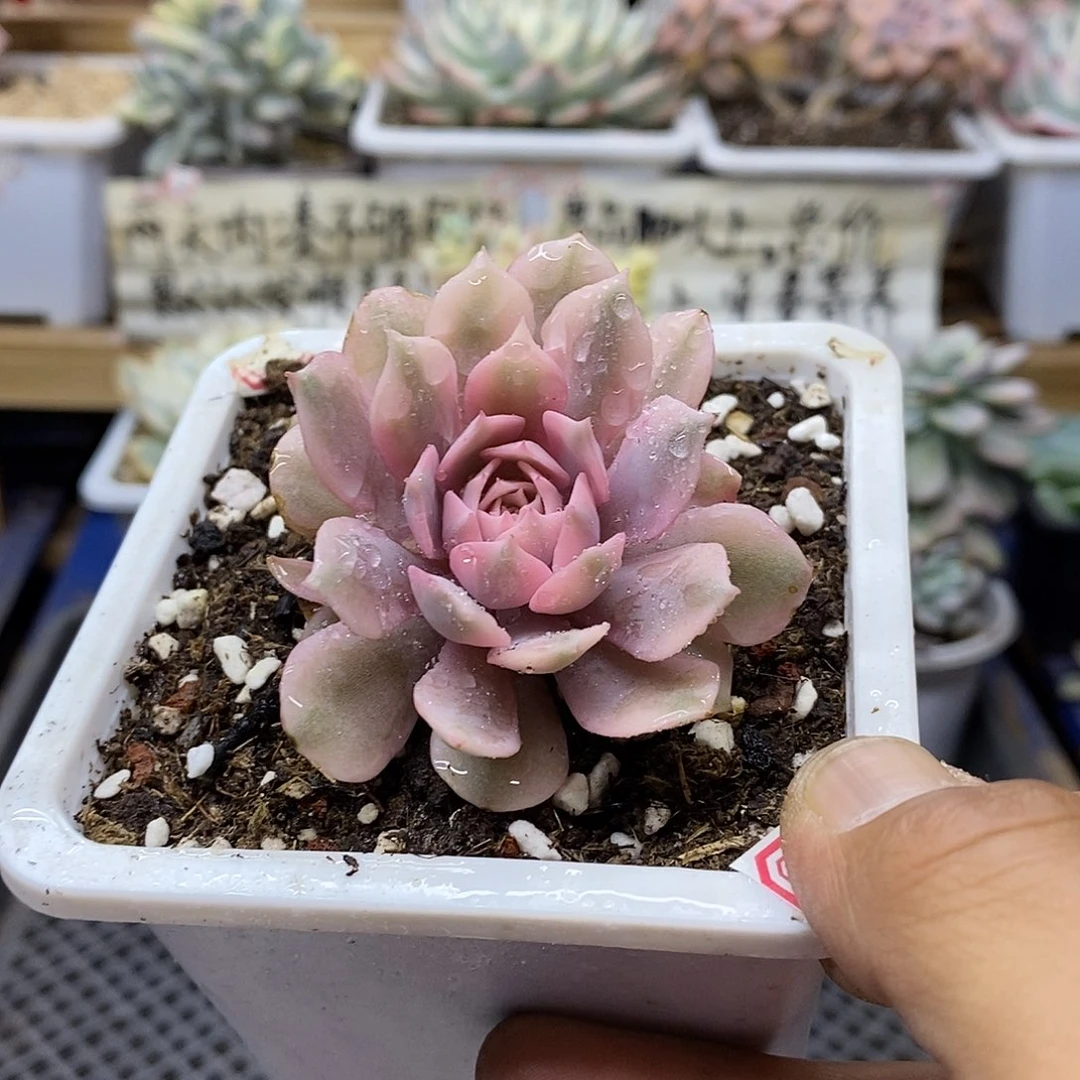 0661 粉蝶覆轮锦