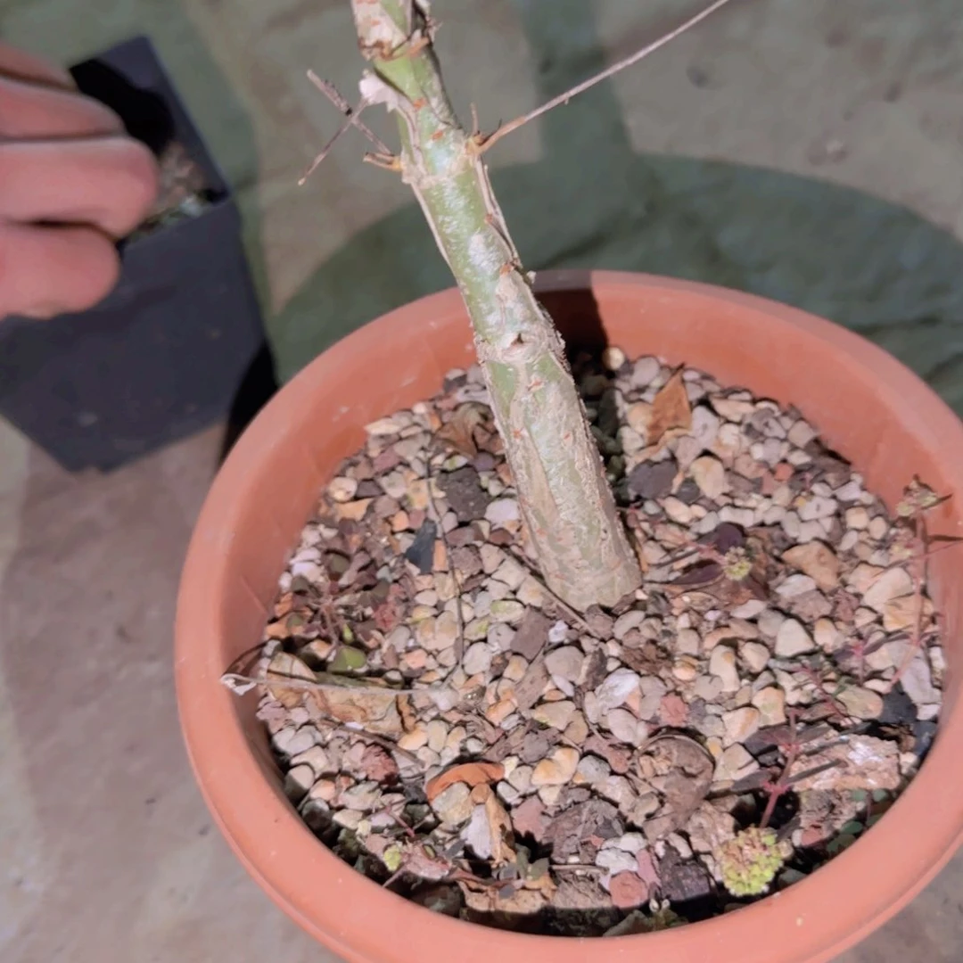 K***n块根植物块根植物