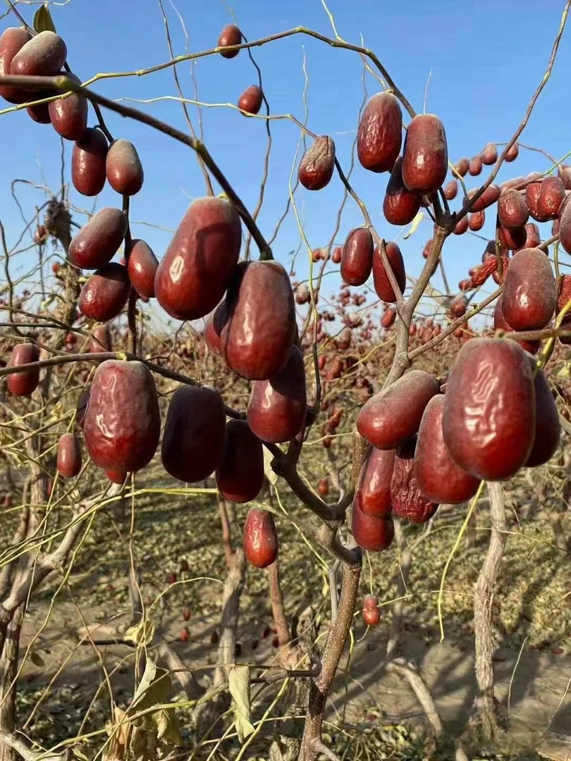 2025年下树新疆和田大枣 个大肉厚原生态自然吊干 和田原产地直发