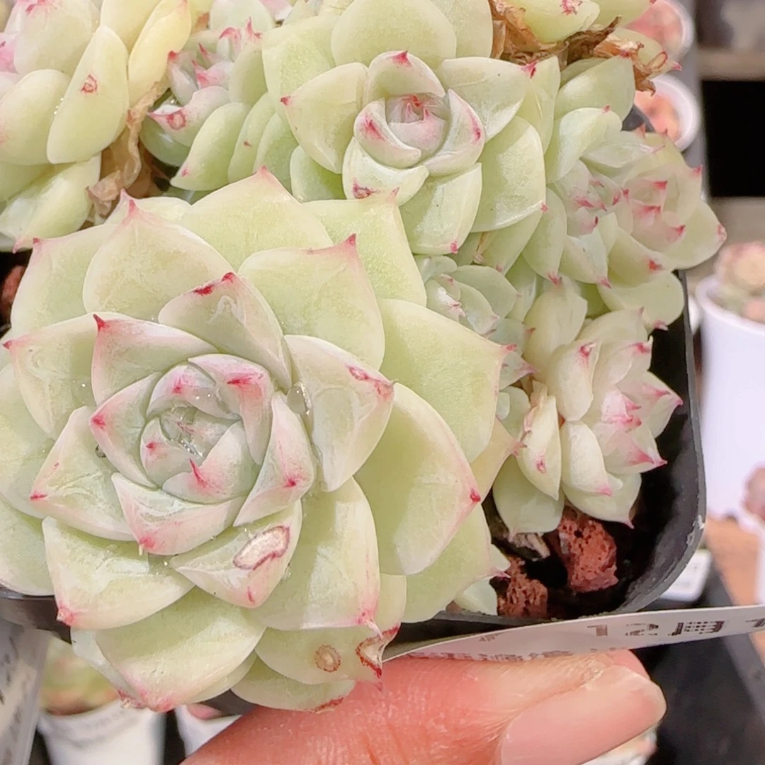 花语多肉1201-307叶伤散