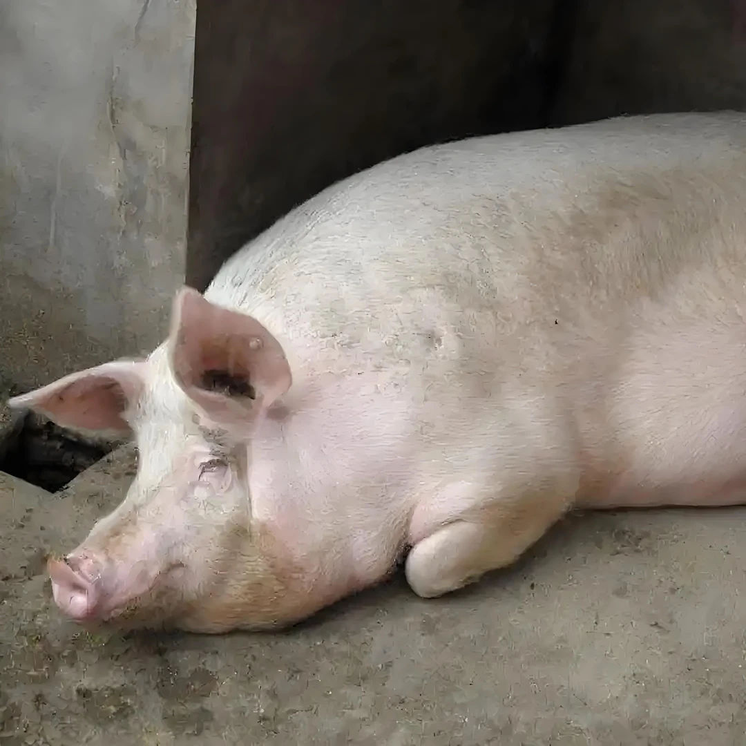 1号（实物现称链接）农村熟食猪 放心肉 深毛厚皮